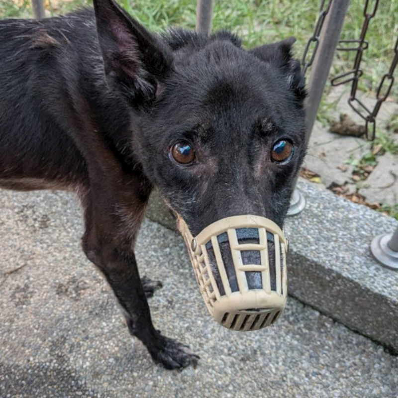 臺南市動物之家善化站,編號:421954, 混種犬          