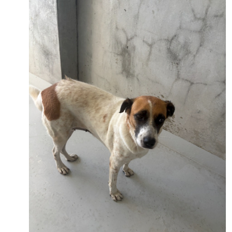 基隆市寵物銀行,編號:425576, 混種犬          