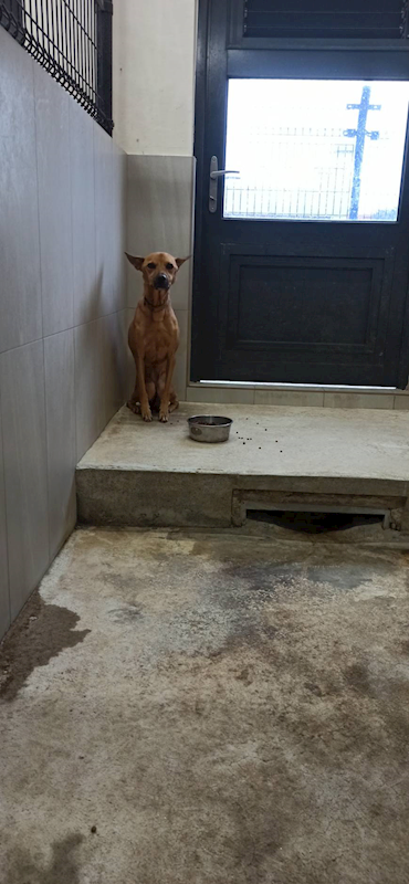 金門縣動物收容中心,編號:426929, 混種犬          