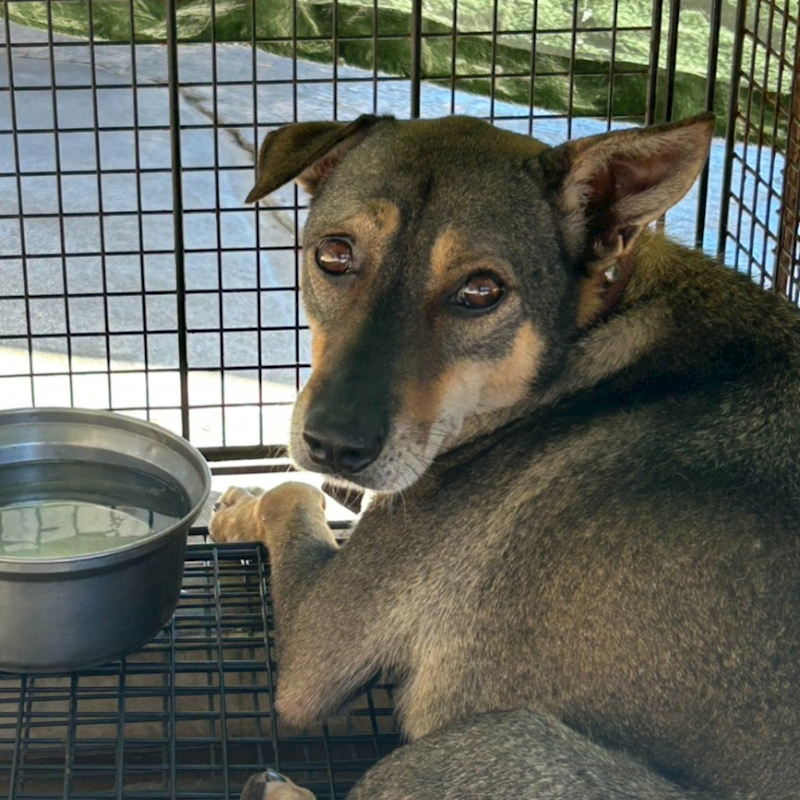 澎湖縣流浪動物收容中心,編號:419326, 混種犬          