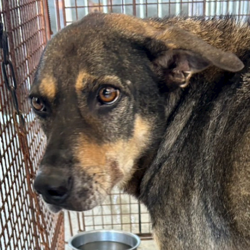 澎湖縣流浪動物收容中心,編號:420922, 混種犬          