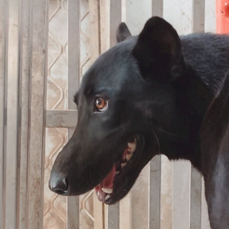 臺南市動物之家善化站,編號:381186, 混種犬          