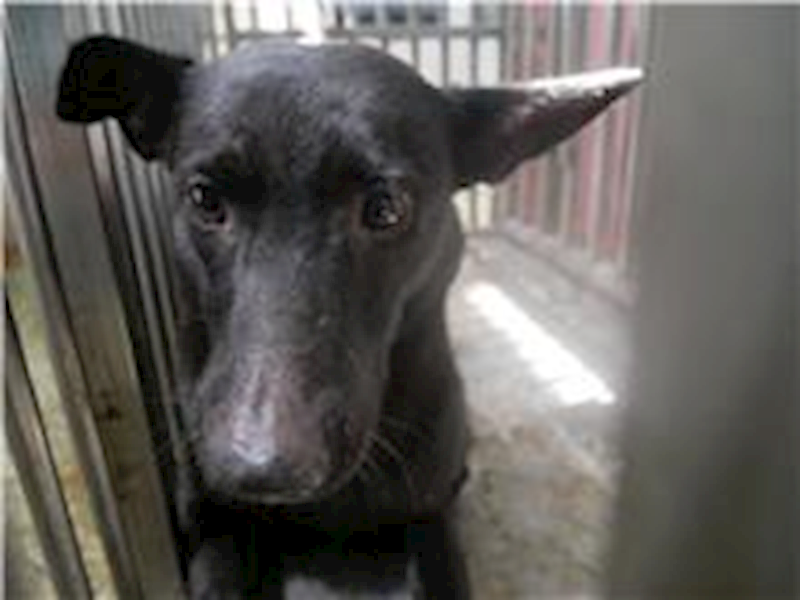 臺南市動物之家善化站,編號:264140, 混種犬          