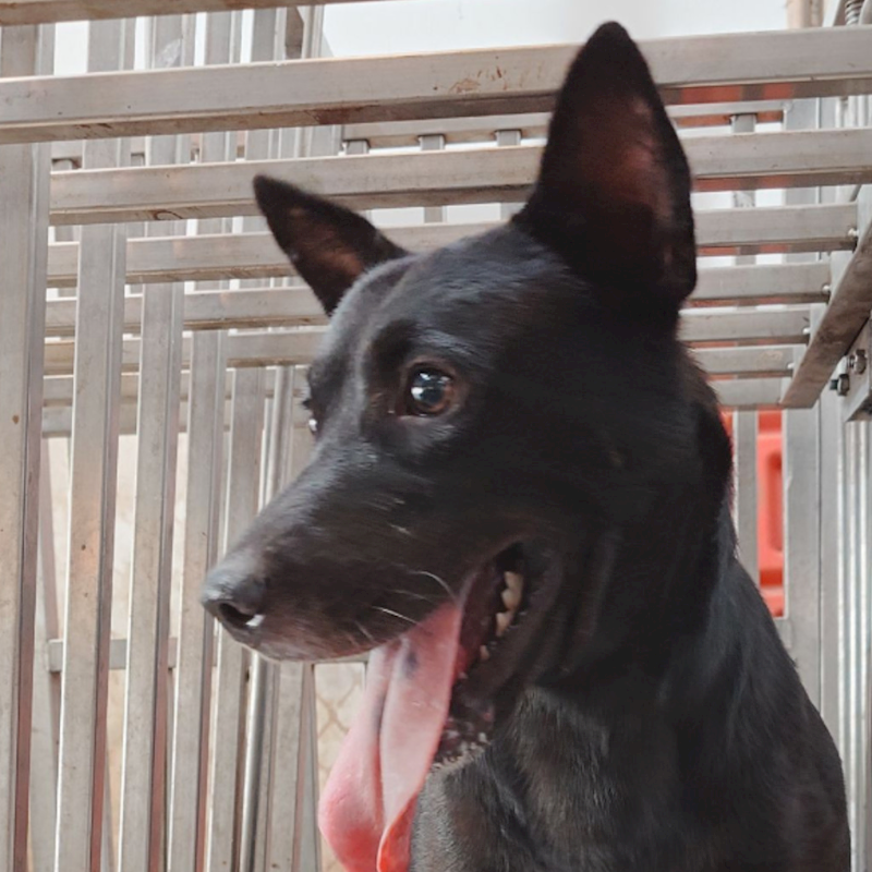 臺南市動物之家善化站,編號:379444, 混種犬          