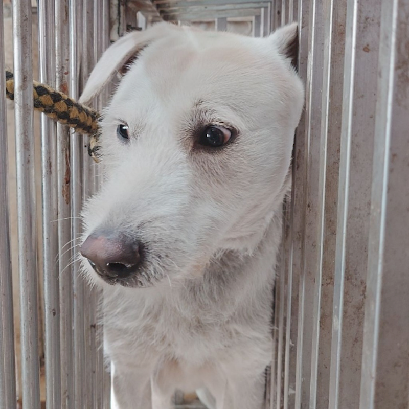 臺南市動物之家善化站,編號:398732, 混種犬          