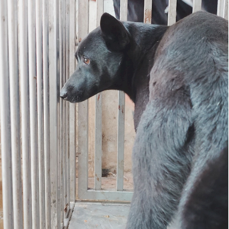 臺南市動物之家善化站,編號:398677, 混種犬          