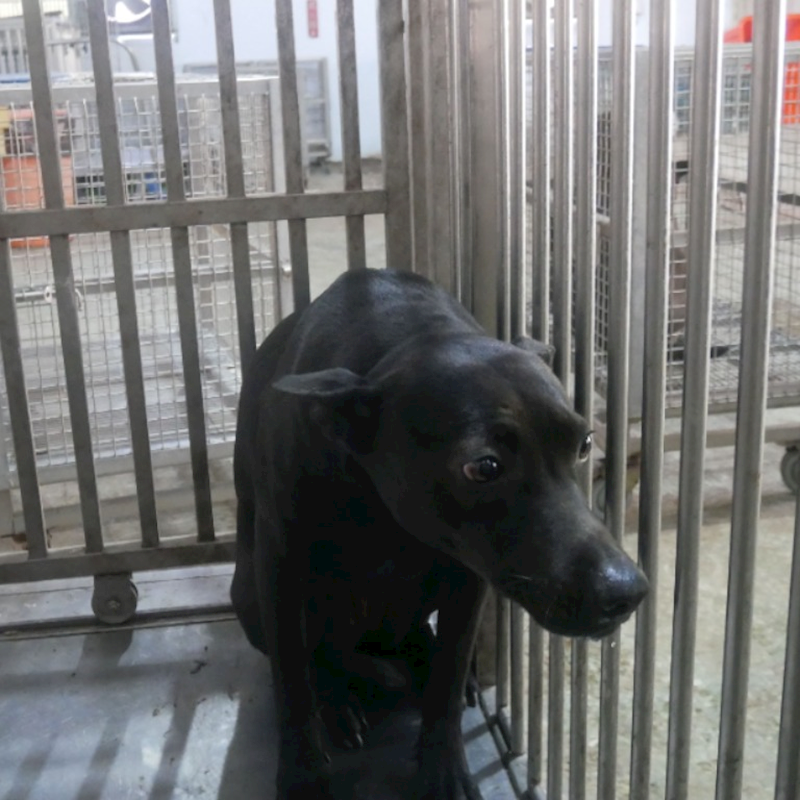 臺南市動物之家善化站,編號:293593, 混種犬          