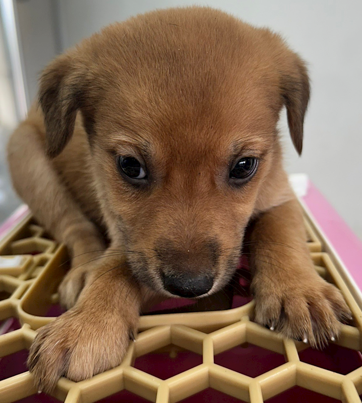 花蓮縣狗貓躍動園區,編號:404886, 混種犬          