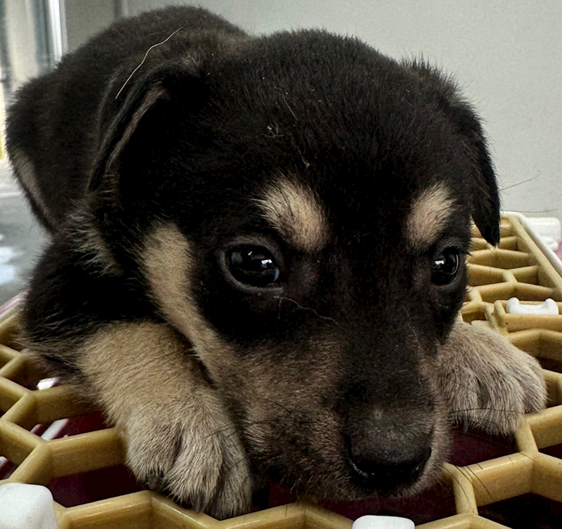 花蓮縣狗貓躍動園區,編號:404885, 混種犬          