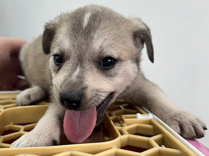 花蓮縣狗貓躍動園區,編號:404884, 混種犬          