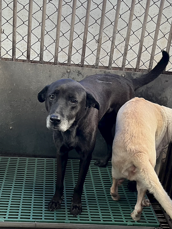 彰化縣流浪狗中途之家,編號:427014, 混種犬          