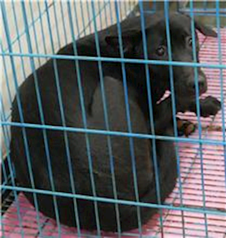 臺南市動物之家善化站,編號:71188, 混種犬          