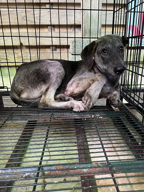 彰化縣流浪狗中途之家,編號:427013, 混種犬          