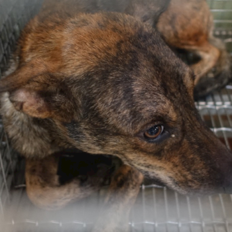 臺南市動物之家善化站,編號:343348, 混種犬          