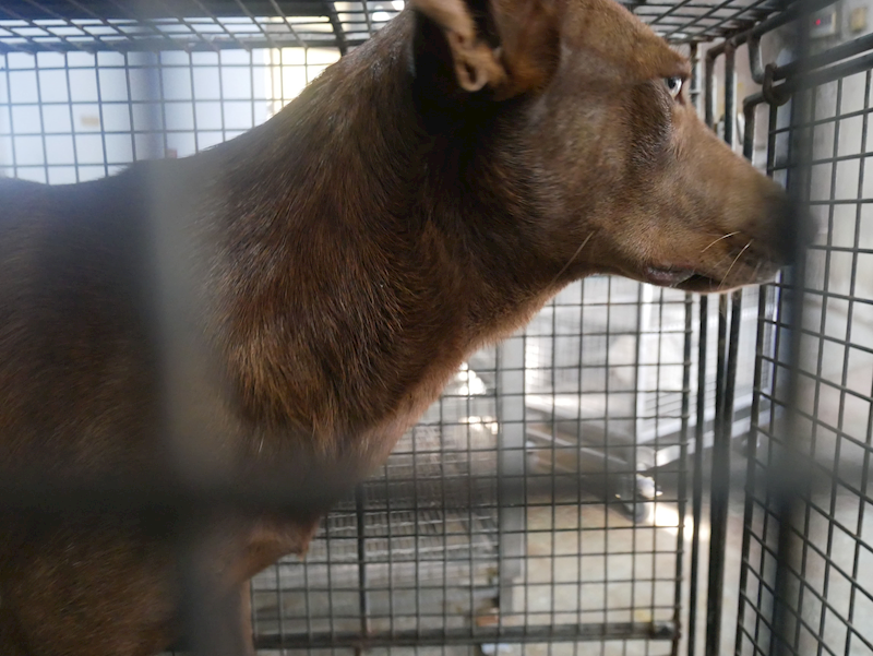 臺南市動物之家善化站,編號:285743, 混種犬          