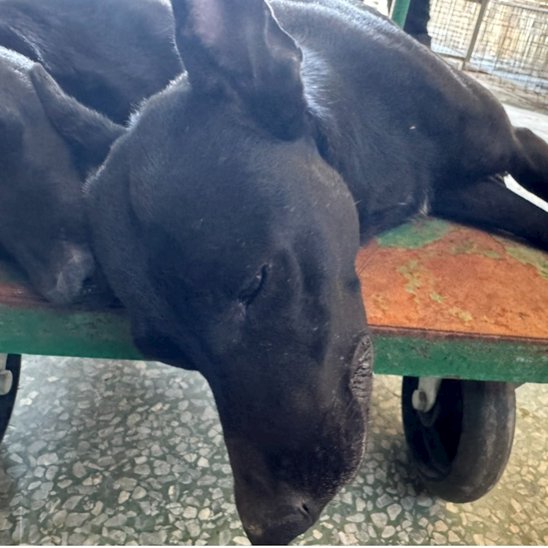 臺南市動物之家善化站,編號:405581, 混種犬          