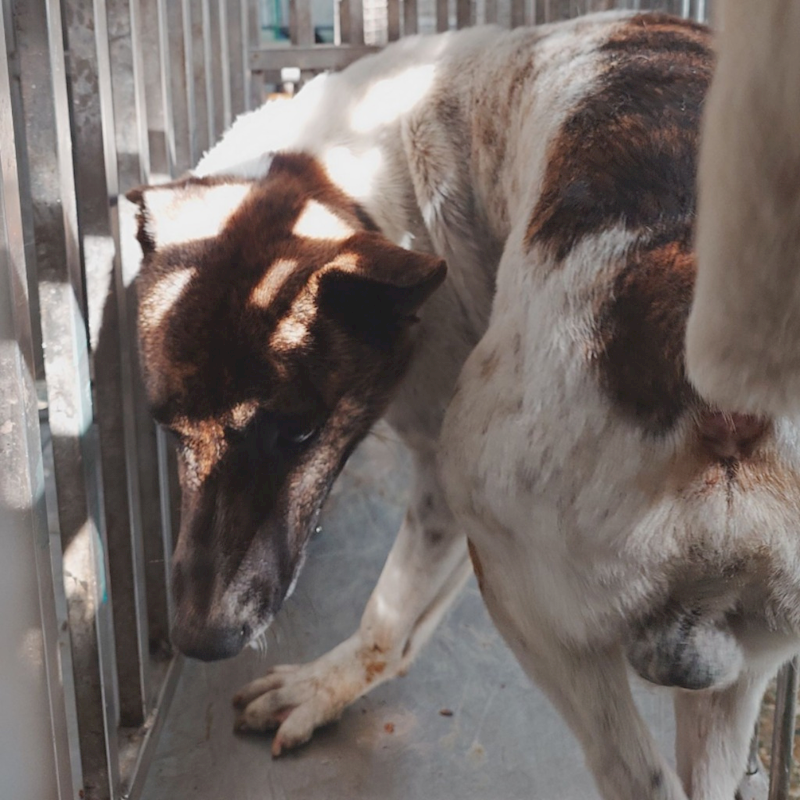 臺南市動物之家善化站,編號:394056, 混種犬          