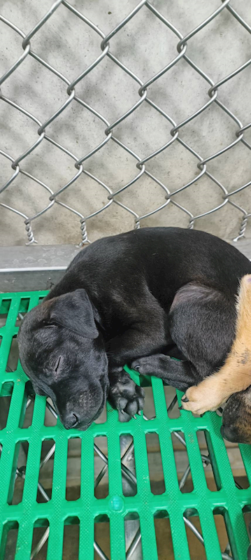 臺東縣動物收容中心,編號:426982, 混種犬          