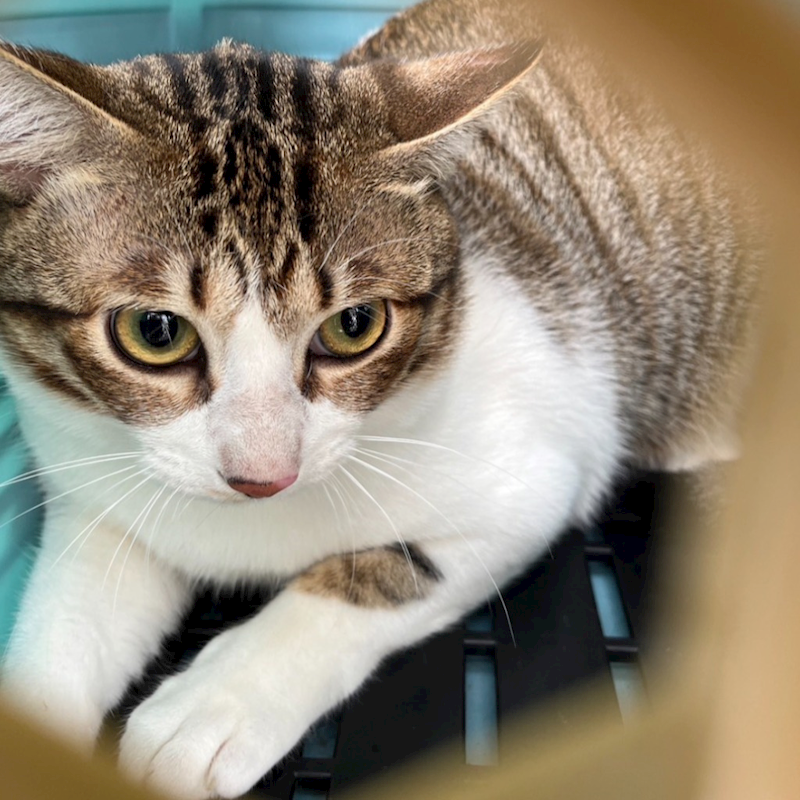 新北市新店區公立動物之家,編號:426814, 混種貓                 