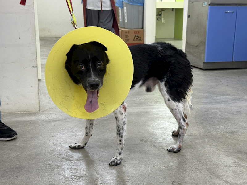 臺北市動物之家,編號:415833, 混種犬          