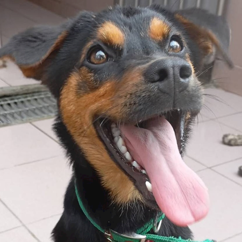 臺南市動物之家灣裡站,編號:395381, 混種犬          