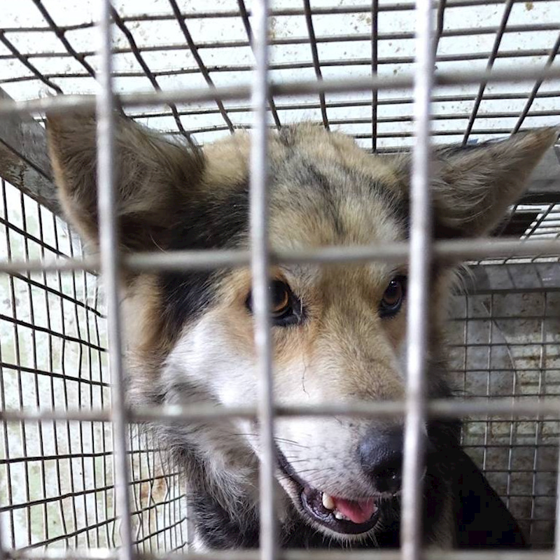 臺南市動物之家善化站,編號:359978, 混種犬          