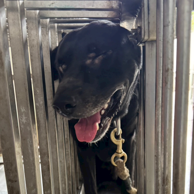 臺南市動物之家善化站,編號:405271, 混種犬          