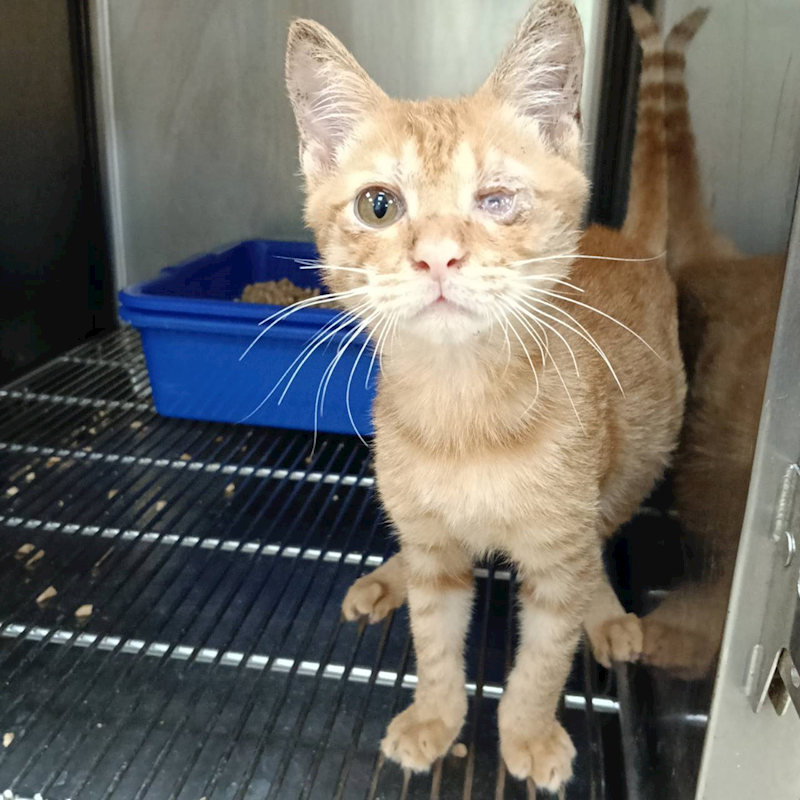 新竹市動物保護教育園區,編號:422116, 混種貓                 