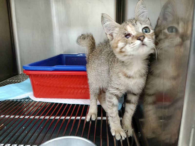 新竹市動物保護教育園區,編號:415542, 混種貓                 