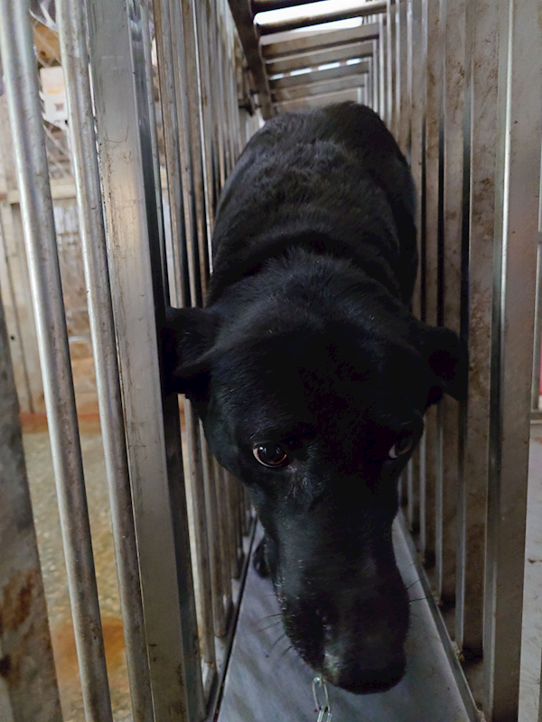 臺南市動物之家善化站,編號:387823, 混種犬          