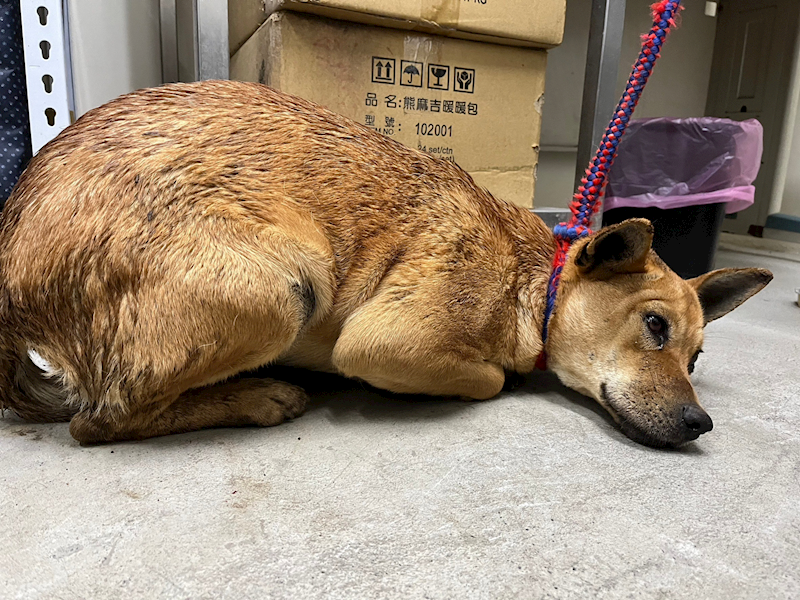 臺北市動物之家,編號:344331, 混種犬          