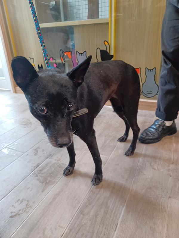 新北市政府動物保護防疫處,編號:426534, 混種犬          