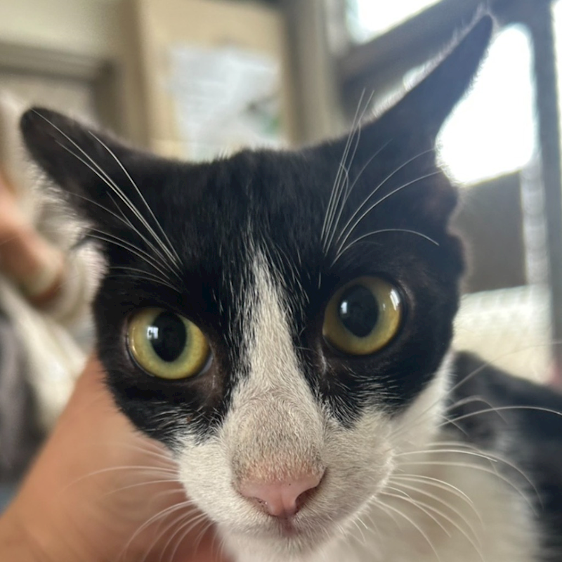 澎湖縣流浪動物收容中心,編號:427105, 混種貓                 