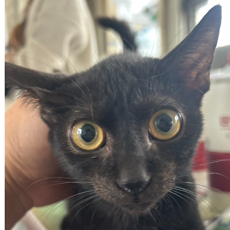 澎湖縣流浪動物收容中心,編號:427103, 混種貓                 