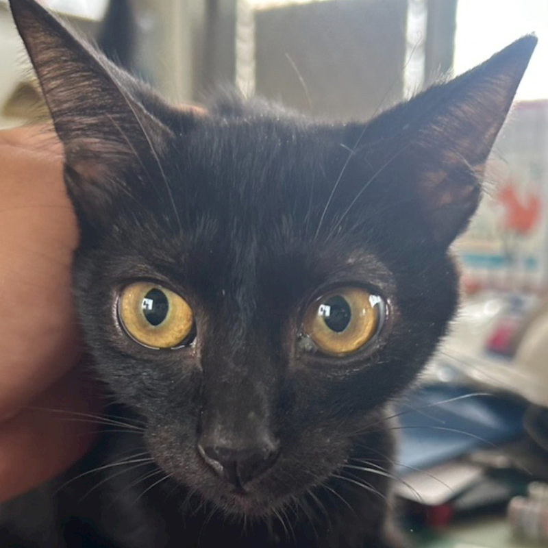 澎湖縣流浪動物收容中心,編號:427101, 混種貓                 