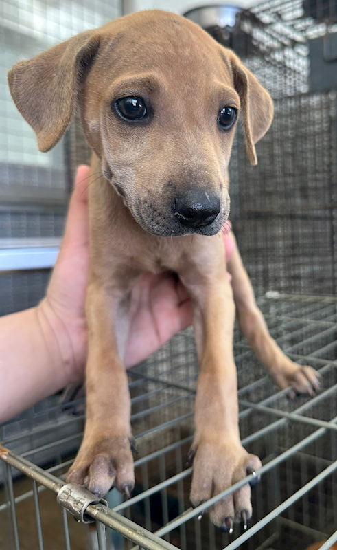 花蓮縣狗貓躍動園區,編號:415372, 混種犬          