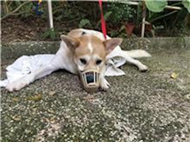 臺北市動物之家,編號:167744, 混種犬          