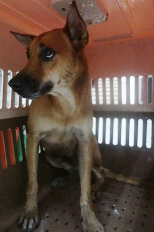 宜蘭縣流浪動物中途之家,編號:427059, 混種犬          