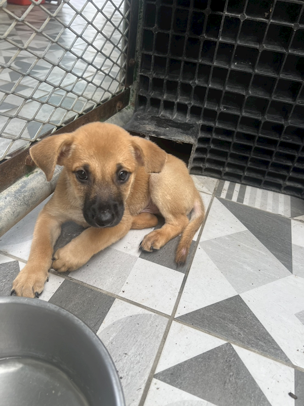 苗栗縣動物保護教育園區,編號:427047, 混種犬          