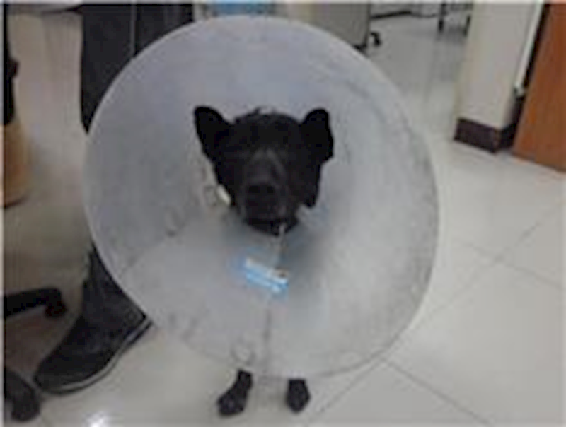 臺北市動物之家,編號:42570, 混種犬          