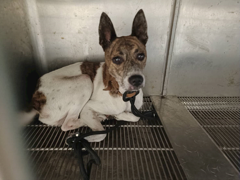 新竹市動物保護教育園區,編號:427039, 混種犬          