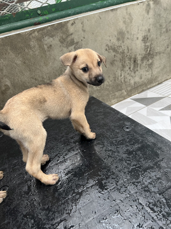 苗栗縣動物保護教育園區,編號:427036, 混種犬          