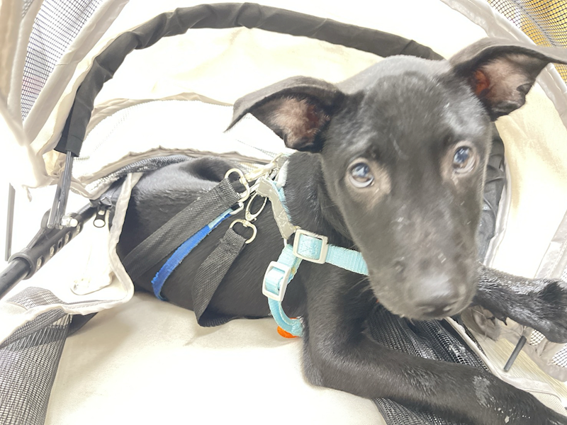 新北市五股區公立動物之家,編號:427033, 混種犬          