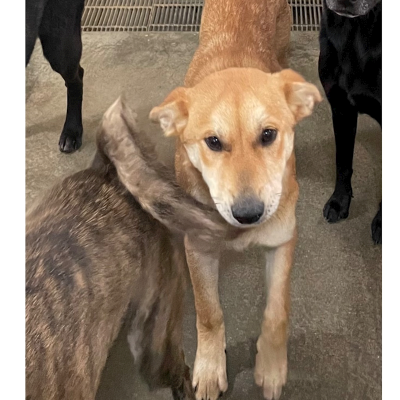 澎湖縣流浪動物收容中心,編號:295615, 混種犬          