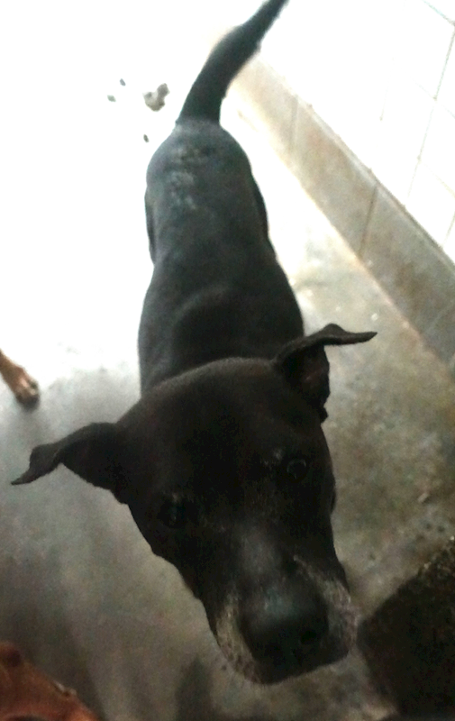 宜蘭縣流浪動物中途之家,編號:427051, 混種犬          