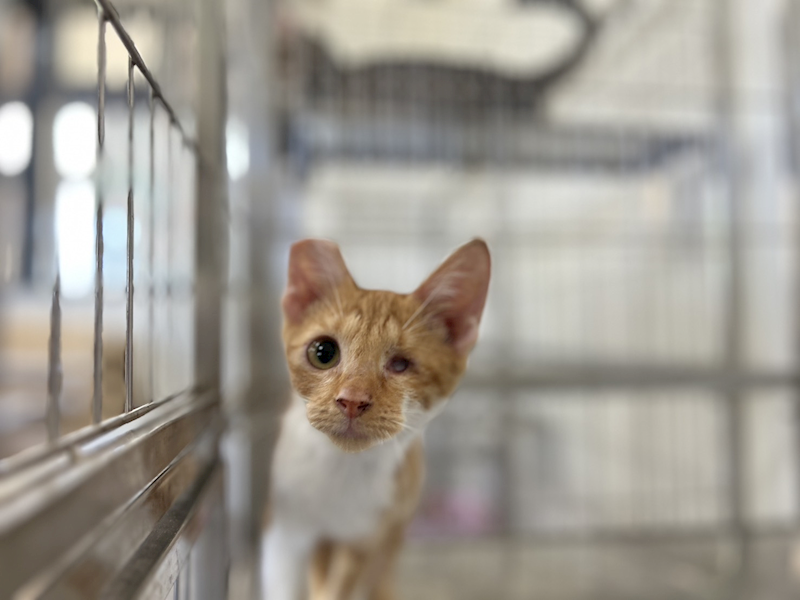 澎湖縣流浪動物收容中心,編號:409952, 混種貓                 