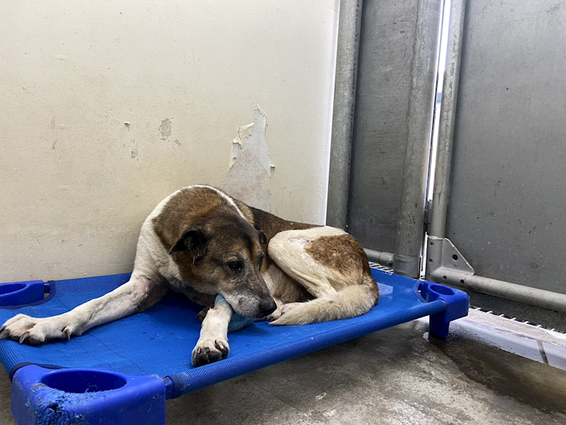 臺北市動物之家,編號:389390, 混種犬          