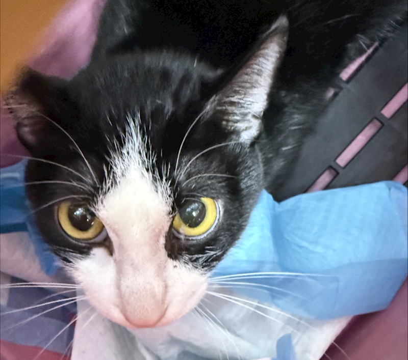 新北市板橋區公立動物之家,編號:427041, 混種貓                 