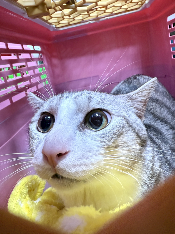 新北市板橋區公立動物之家,編號:427042, 混種貓                 