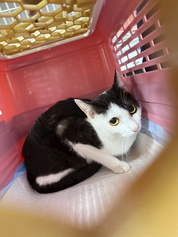 新北市板橋區公立動物之家,編號:427043, 混種貓                 